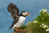 Image. Atlantic Puffin
