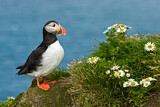 Image. Atlantic Puffin