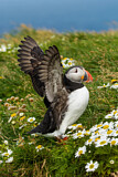 Image. Atlantic Puffin