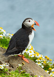 Image. Atlantic Puffin