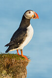 Image. Atlantic Puffin