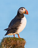 Image. Atlantic Puffin