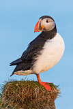 Image. Atlantic Puffin