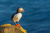 Image. Atlantic Puffin