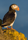 Image. Atlantic Puffin