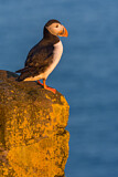 Image. Atlantic Puffin