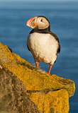 Image. Atlantic Puffin