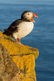 Image. Atlantic Puffin