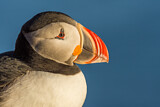 Image. Atlantic Puffin