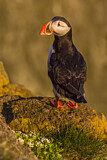 Image. Atlantic Puffin
