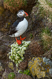 Image. Atlantic Puffin