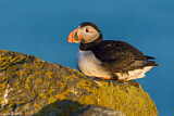 Image. Atlantic Puffin