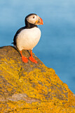 Image. Atlantic Puffin