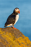 Image. Atlantic Puffin