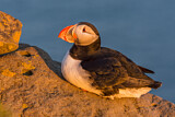 Image. Atlantic Puffin