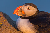 Image. Atlantic Puffin