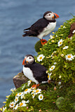 Image. Atlantic Puffin