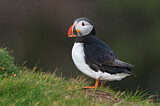 Image. Atlantic Puffin