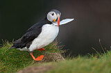 Image. Atlantic Puffin