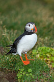 Image. Atlantic Puffin