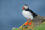 Image. Atlantic Puffin