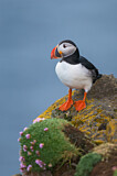 Image. Atlantic Puffin