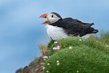 Image. Atlantic Puffin