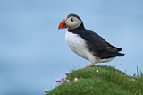 Image. Atlantic Puffin