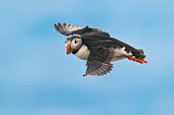Image. Atlantic Puffin