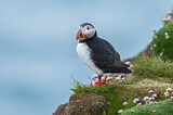 Image. Atlantic Puffin