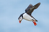 Image. Atlantic Puffin