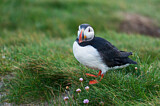 Image. Atlantic Puffin
