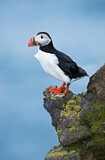 Image. Atlantic Puffin