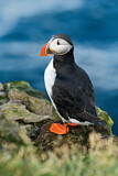 Image. Atlantic Puffin