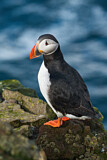 Image. Atlantic Puffin