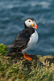 Image. Atlantic Puffin