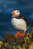 Image. Atlantic Puffin