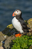 Image. Atlantic Puffin