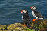 Image. Atlantic Puffin