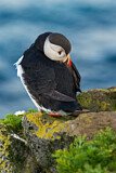 Image. Atlantic Puffin