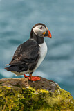Image. Atlantic Puffin