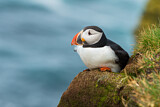 Image. Atlantic Puffin