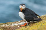 Image. Atlantic Puffin