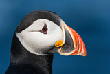 Image. Atlantic Puffin