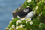 Image. Atlantic Puffin