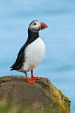 Image. Atlantic Puffin