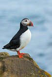 Image. Atlantic Puffin