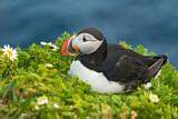 Image. Atlantic Puffin