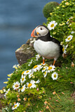 Image. Atlantic Puffin