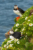 Image. Atlantic Puffin